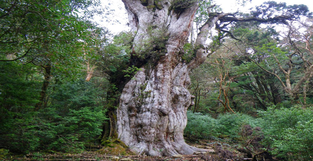 Foresta a nord del monte Miyanoura, Yakushima, Giappone.