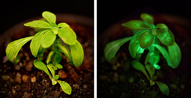bioluminescenza-luce-piante-b