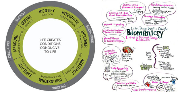 biomimetica-design-b