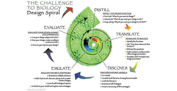 Il disegno a spirale è una rappresentazione visiva di un processo di progettazione ispirato alla Biomimicry. (Fonte: L’Istituto Biomimicry)