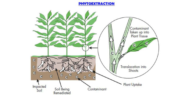 Le piante per la fitodepurazione dei terreni inquinati