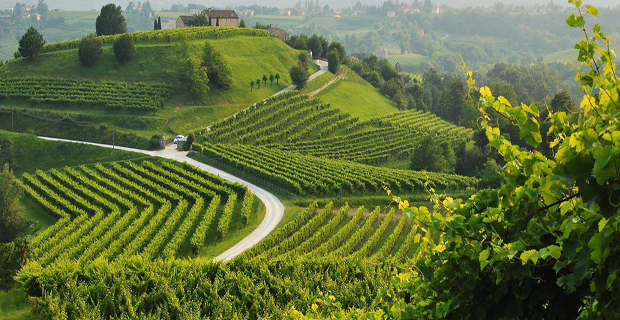 paesaggio-prosecco-a