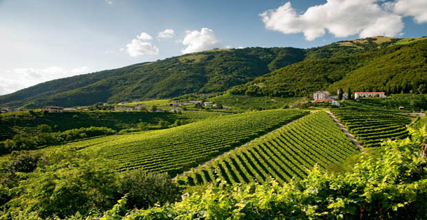 paesaggio-prosecco-c