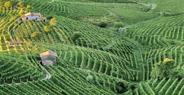 paesaggio-prosecco-i