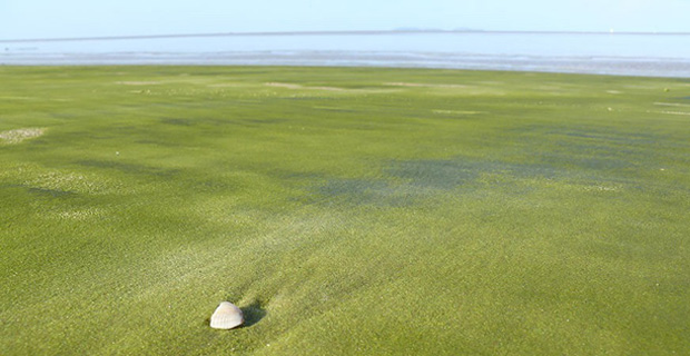 La spiaggia Papakolea, Hawaii