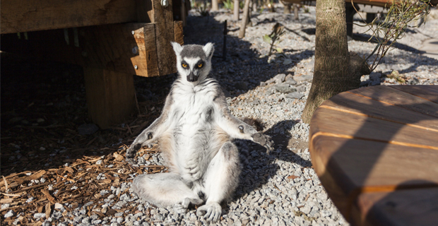 zoo-melbourne-lemuri-i