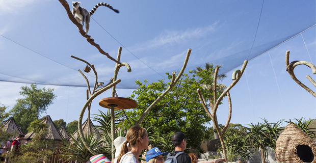 zoo-melbourne-lemuri-l