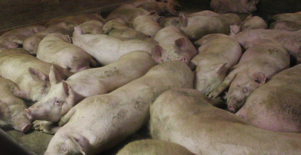 Un allevamento intensivo di maiali.