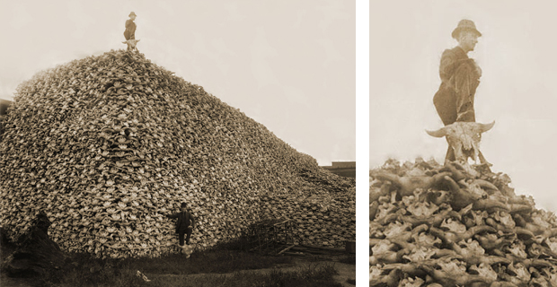 caption: Teschi dei bisonti americani sterminati all’inizio del novecento per liberare il terreno ad allevamenti di bovini domestici. Il bisonte americano è oggi considerato una specie ad alto rischio di estinzione. PaweIMM - Burton Historical Collection, Detroit Public Library