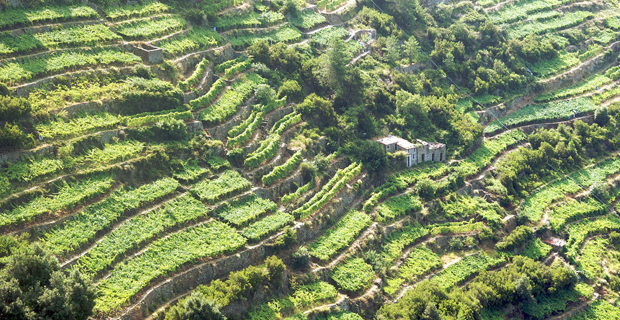 Muri a secco in Liguria