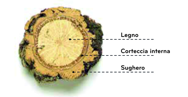 origine-distribuzione-sughero-c