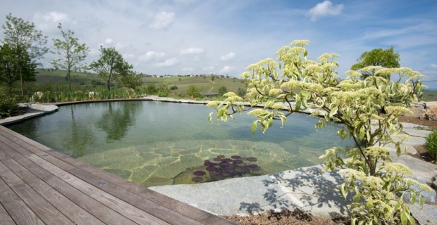 Come Realizzare Un Biolago Una Piscina Fitodepurata E