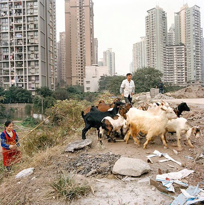 urban-farming-cina-e