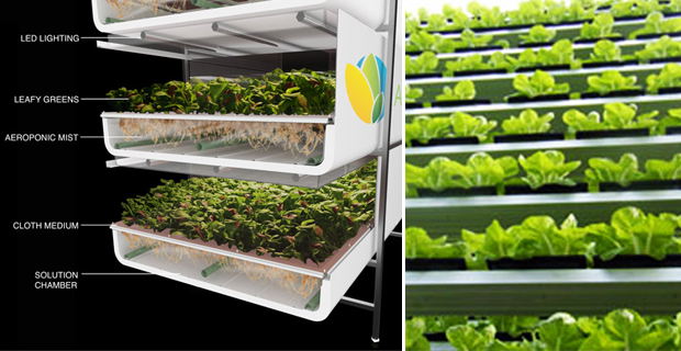  a sinistra immagine del sistema di coltivazione aeroponico da aerofarms.com; a destra immagine da powerhousehydroponics.com