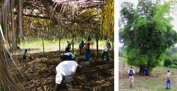 bambu-haiti-b