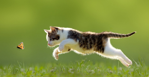 Il gattoparco, un parco cittadino dedicato ai gatti