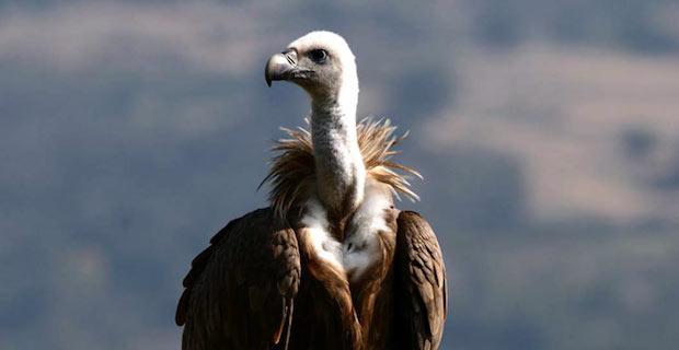 parco-pollino-unesco-c