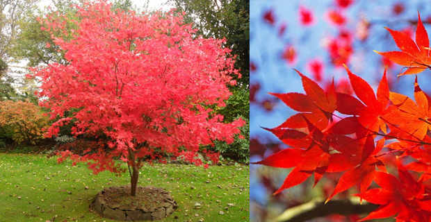 Acer palmatum e dettaglio delle sue foglie di un rosso brillante 