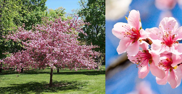 Ciliegio e dettaglio dei suoi fiori