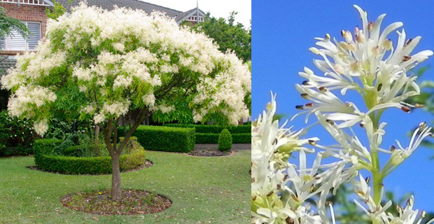 Fraxinus ornus e dettaglio dei suoi fiori 