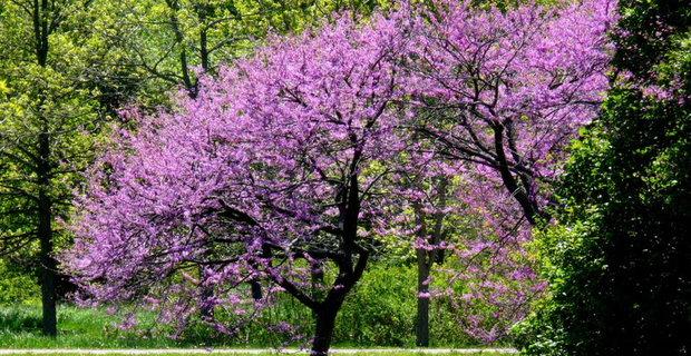 Come Scegliere Gli Alberi Giusti Per Piccoli Giardini