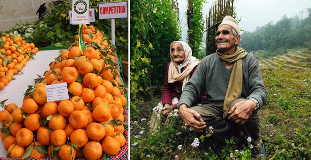  A sinistra i mandarini del Sikkim. Questo frutto è il più comune tra gli agrumi coltivati in India. Foto da: www.ecoideaz.com  A destra Una coppia di agricoltori che non ha mai utilizzato pesticidi nei propri campi e che applica tecniche di coltivazione tradizionali ed indigene. Foto da www.livemint.com