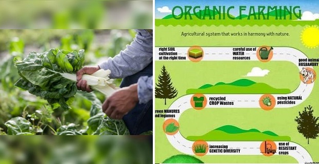  ffoto dalla pagina Facebook Mission Organic 2015