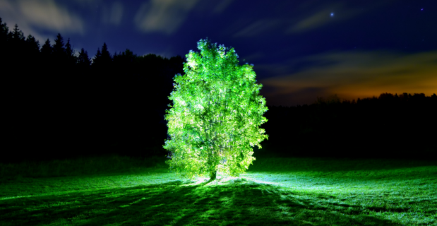 Un albero luminescente 