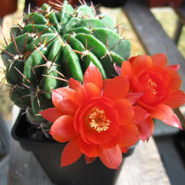  Echinopsis maximiliana appartenente alla famiglia dei cactus.