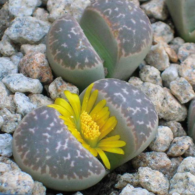  Lithops, dette anche “pietre viventi”; tipiche del deserto hanno subito un vero e proprio mimetismo in modo da confondersi con i sassi e non essere mangiate.