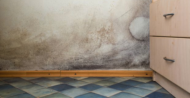 Pitture antimuffa naturali per prevenire la muffa in casa Muffa casa nuova