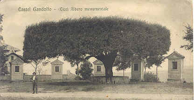 Un immagine storica di un albero monumentale a Castel Gandolfo