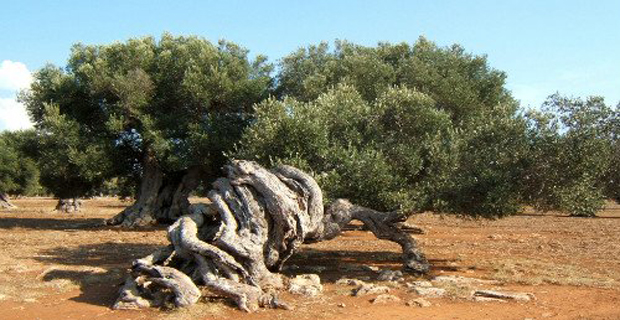 Un olivo secolare della Puglia tutelato come albero monumentale