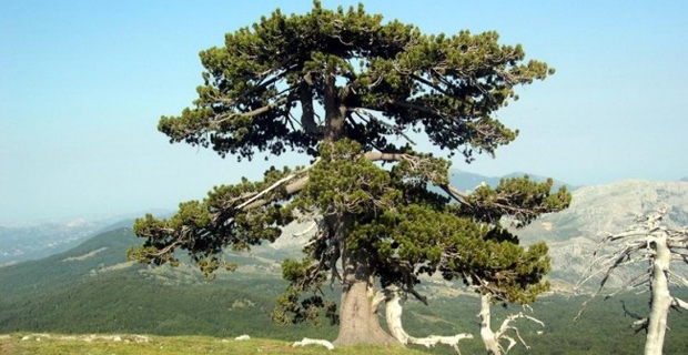 Tra gli alberi monumentali oggetto di censimento anche il pino loricato