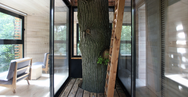 L'origin tree house abbraccia un albero secolare