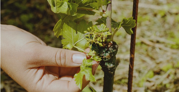  L'idea è quella di seguire personalmente e toccare ognuna delle 24 mila piante, senza aggredirle con mezzi meccanici né, ovviamente, pesticidi e prodotti chimici di alcun tipo. 