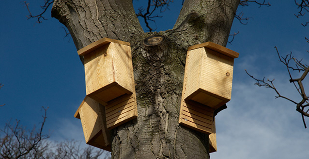 Alcune bat-box per pipistrelli a Malmo