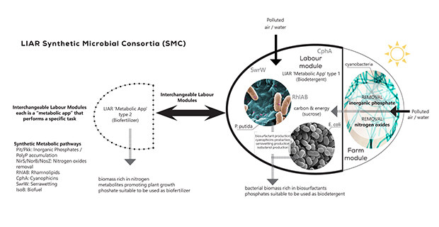  Diagramma che spiega i processi metabolici messi in atto dai consorzi microrbiotici