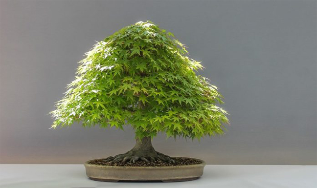  Bonsai di Acero (Acer Palmatum).