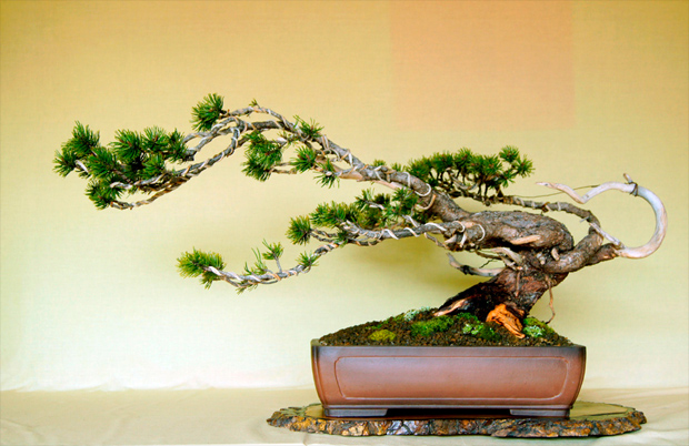  Bonsai di Pino.