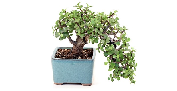  Bonsai di Crassula, tipo di bonsai da interno.