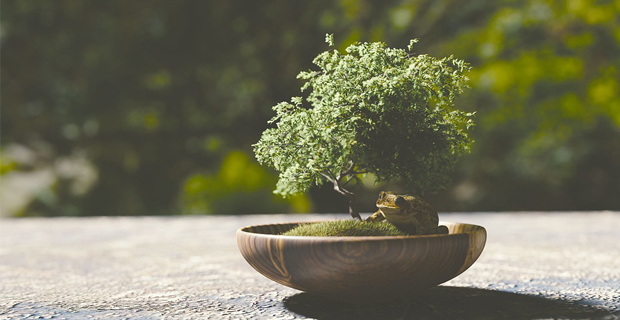 Tutte le specie di piante che possono essere utilizzate come bonsai