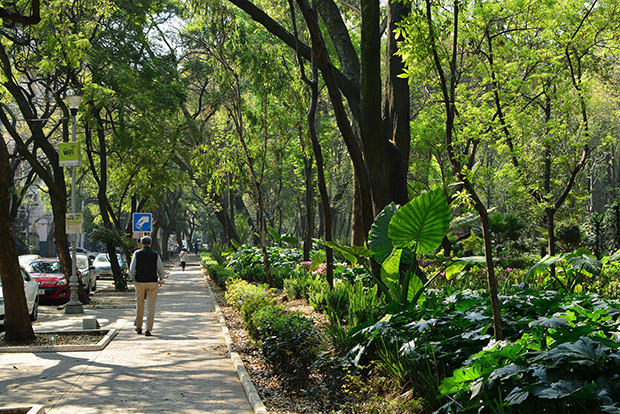 La foresta interna di Mexico City