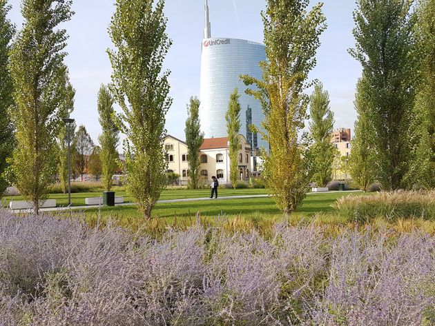 Un campo di lavanda nella Biblioteca degli Alberi a Milano