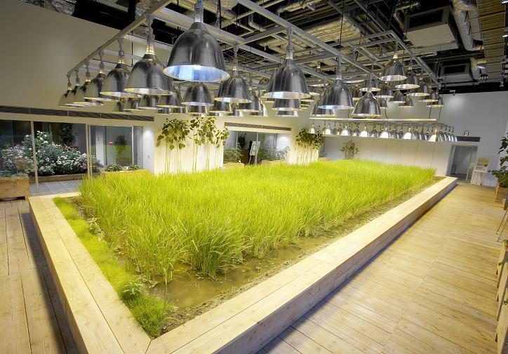 biophilic design urban farm tokyo