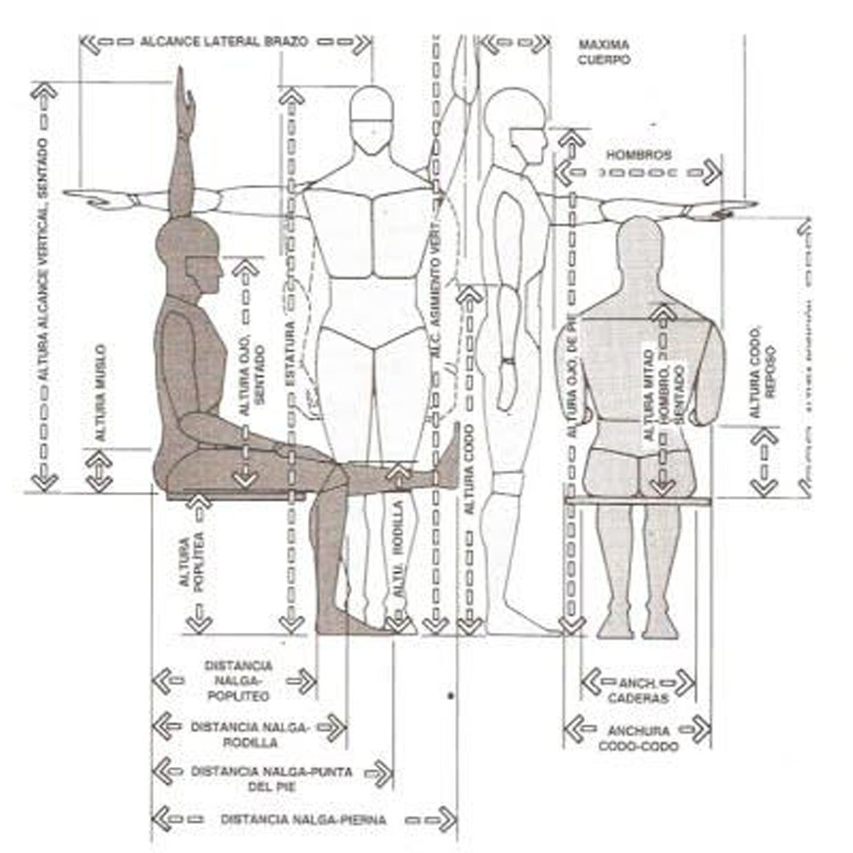 Schema di antropometria per l'ergonomia e il design.