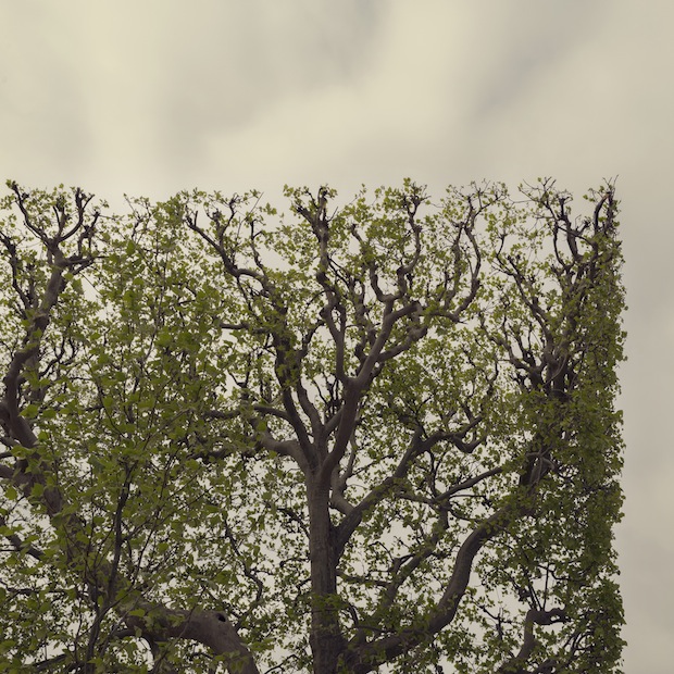 Gli alberi degli Champs Elyseès nella fotografia di Parigi.