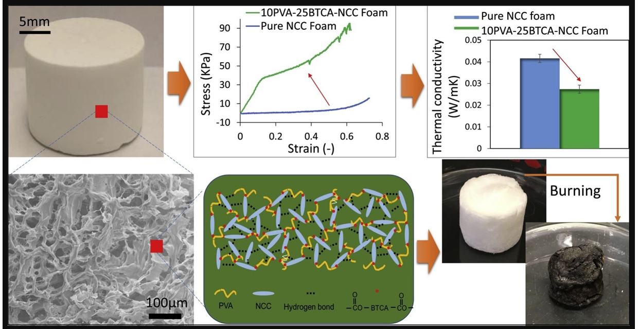  Struttura dell’innovativa schiuma a base di cellulosa (fonte: Washington State University).