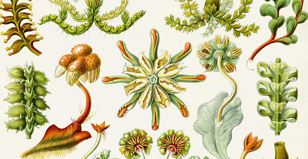 Illustrazione di piante epatiche di Ernst Haeckel