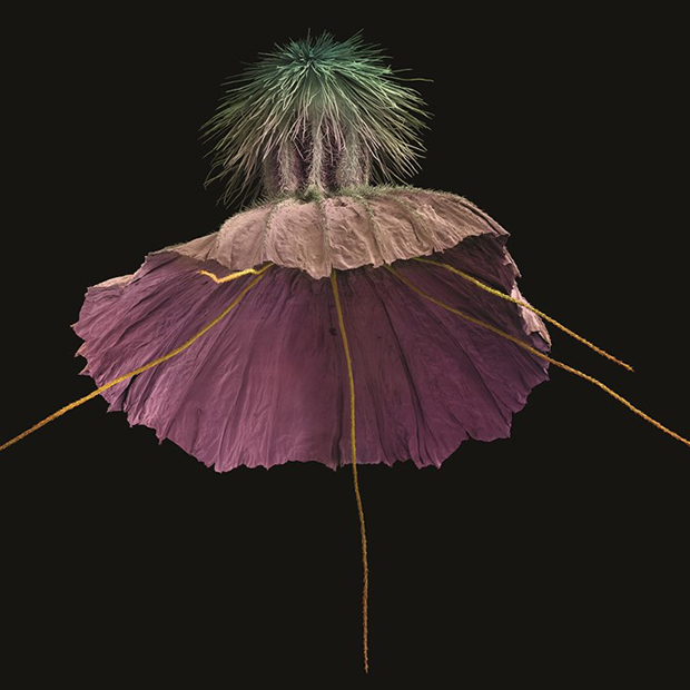  Scabiosa crenata. Frutto – diametro 7.2mm, 2013 Rob Kesseler (Foto: © Collezione di Rob Kesseler / Courtesy Flora. Il meraviglioso universo delle piante, Phaidon 2016).